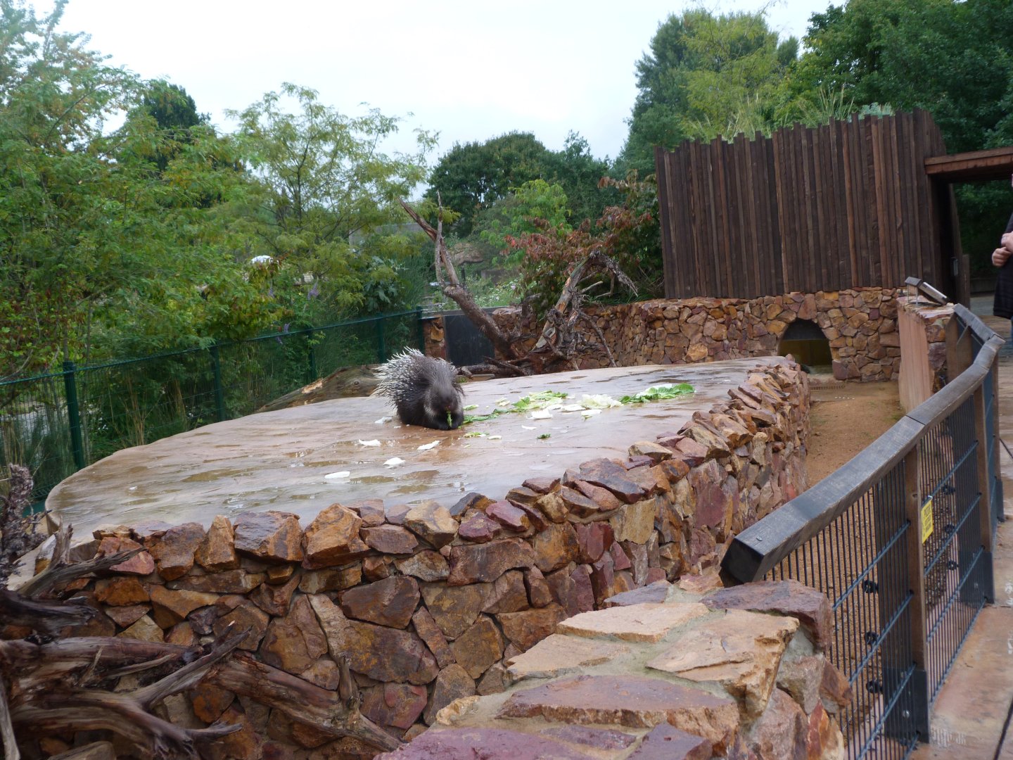 Indian crested porcupine exhibit -Zoo Praha (2025)