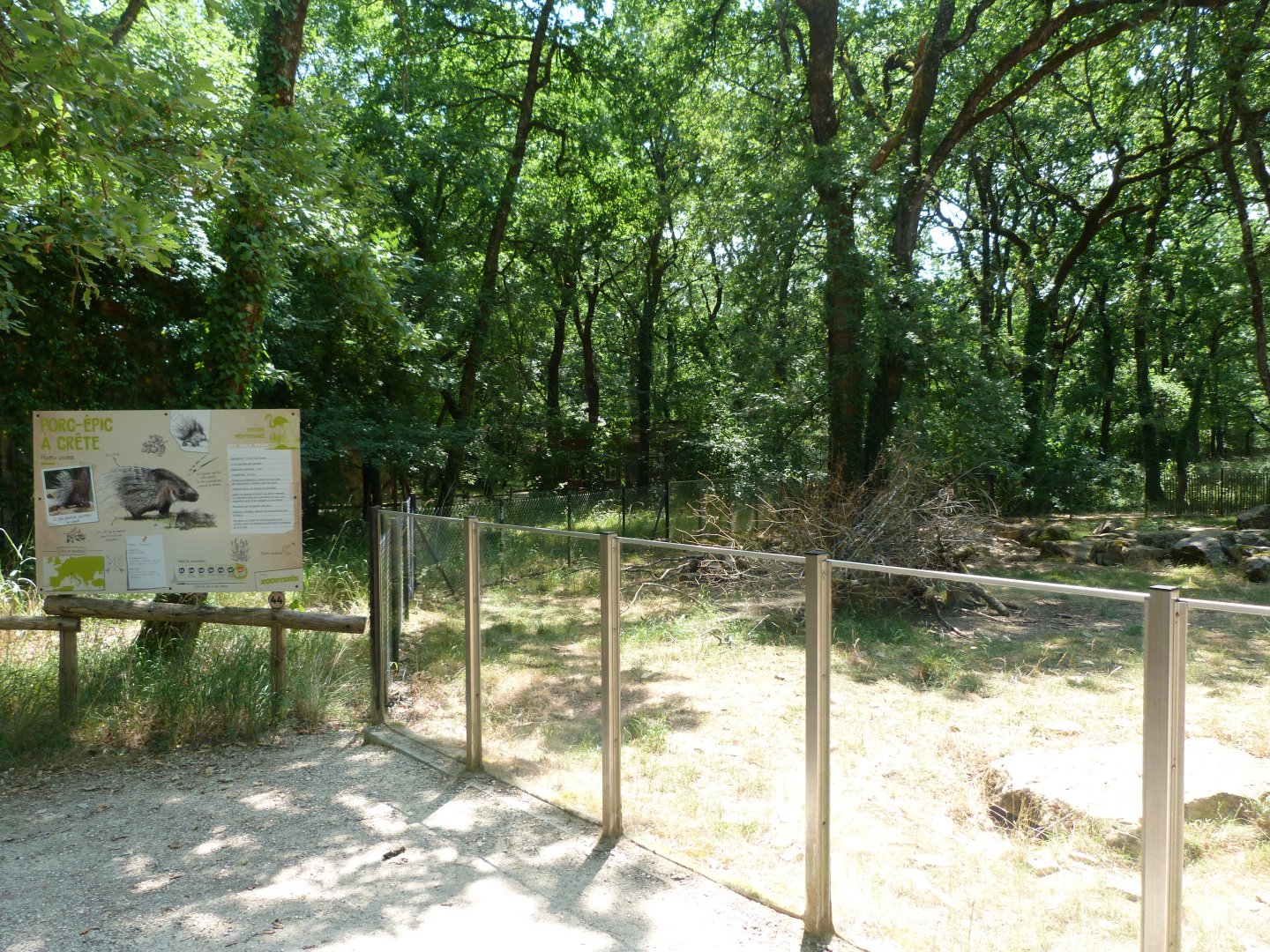 Indian crested porcupine exhibit -Zoodyssée (2025)