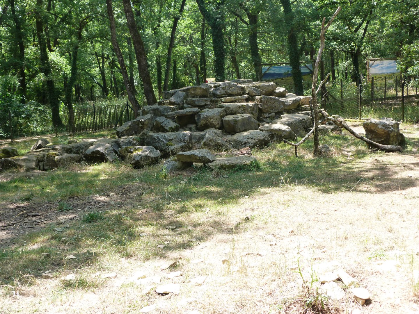 Indian crested porcupine exhibit -Zoodyssée (2025)