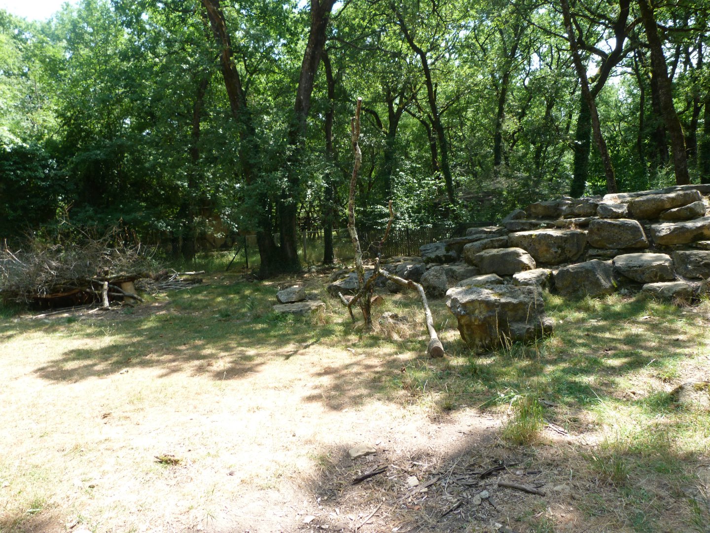 Indian crested porcupine exhibit -Zoodyssée (2025)