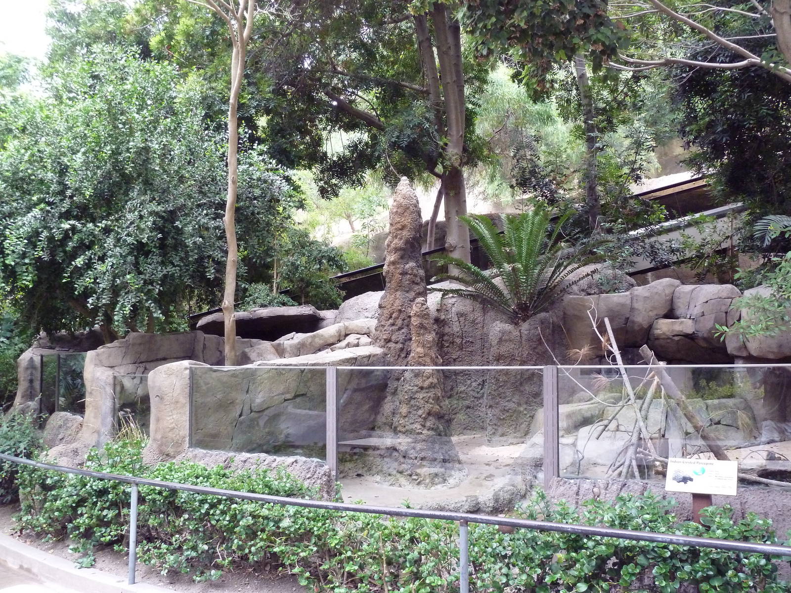 Indian Crested Porcupine Exhibit
