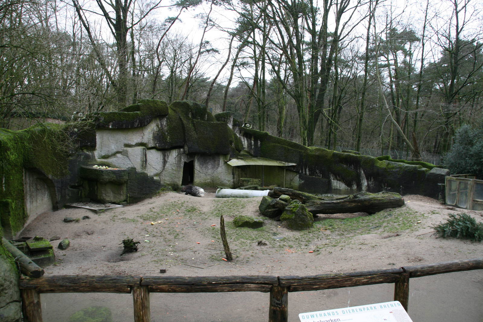 Indian crested porcupine exhibit