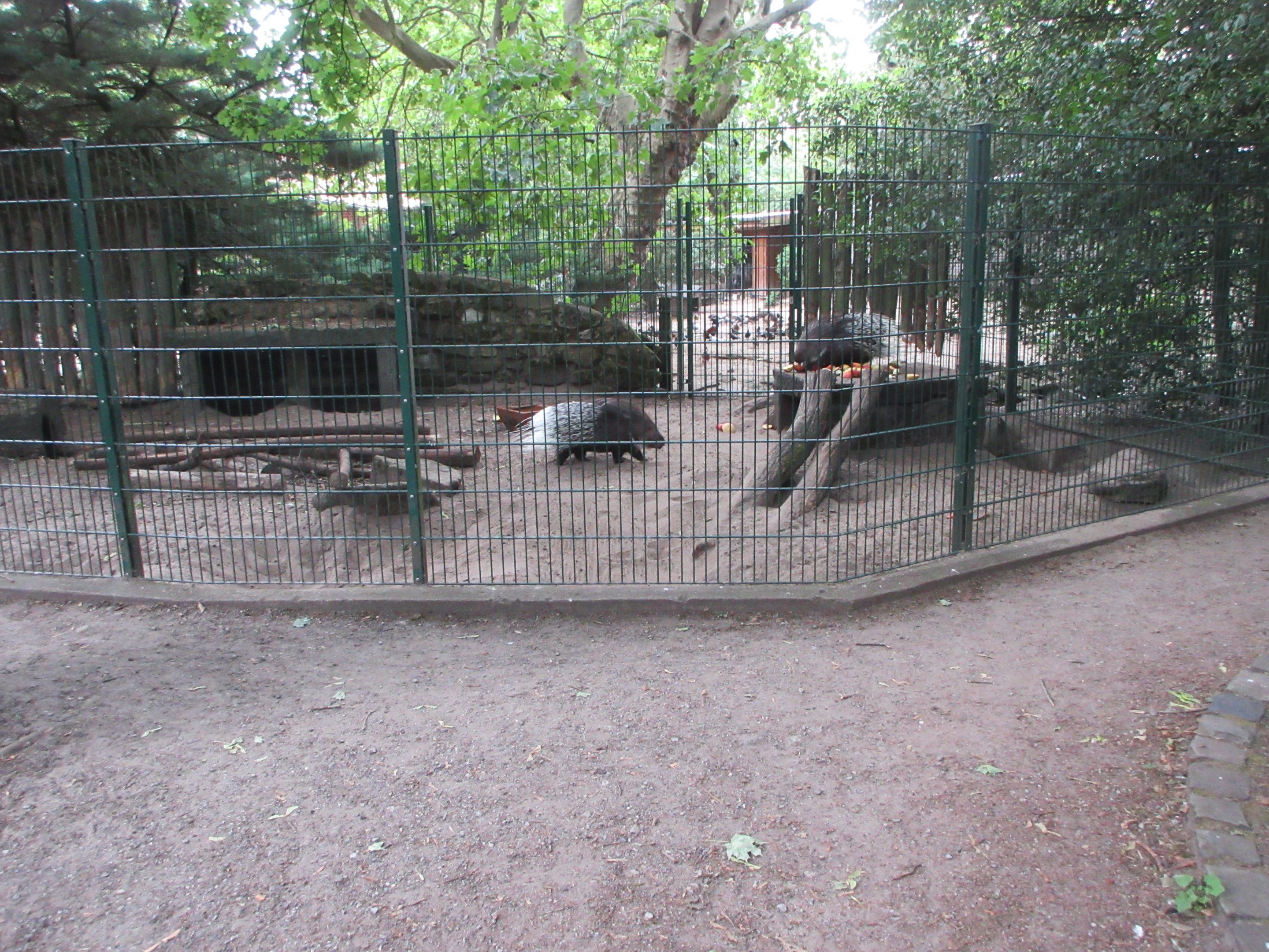 Indian Crested Porcupine Exhibit