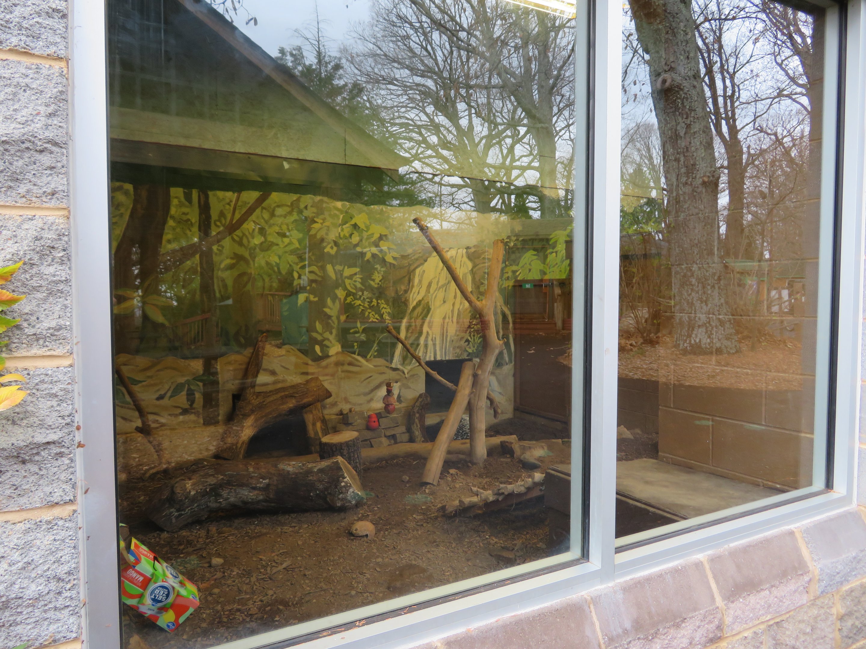 Indian Crested Porcupine Exhibit