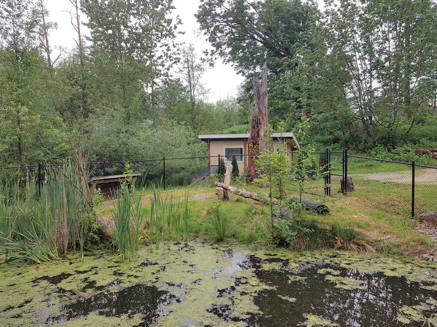 Indian Crested Porcupine Exhibit