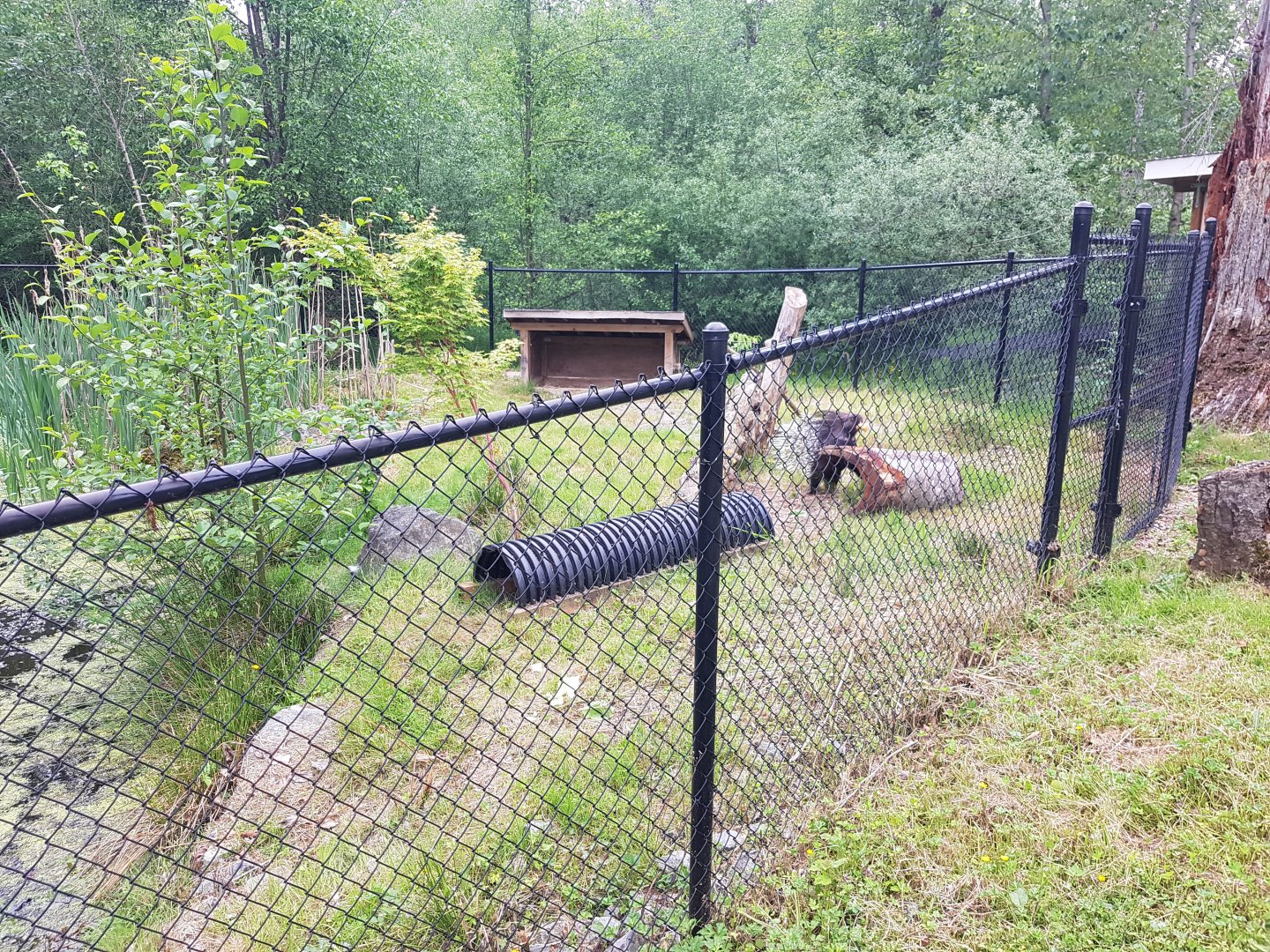 Indian Crested Porcupine Exhibit