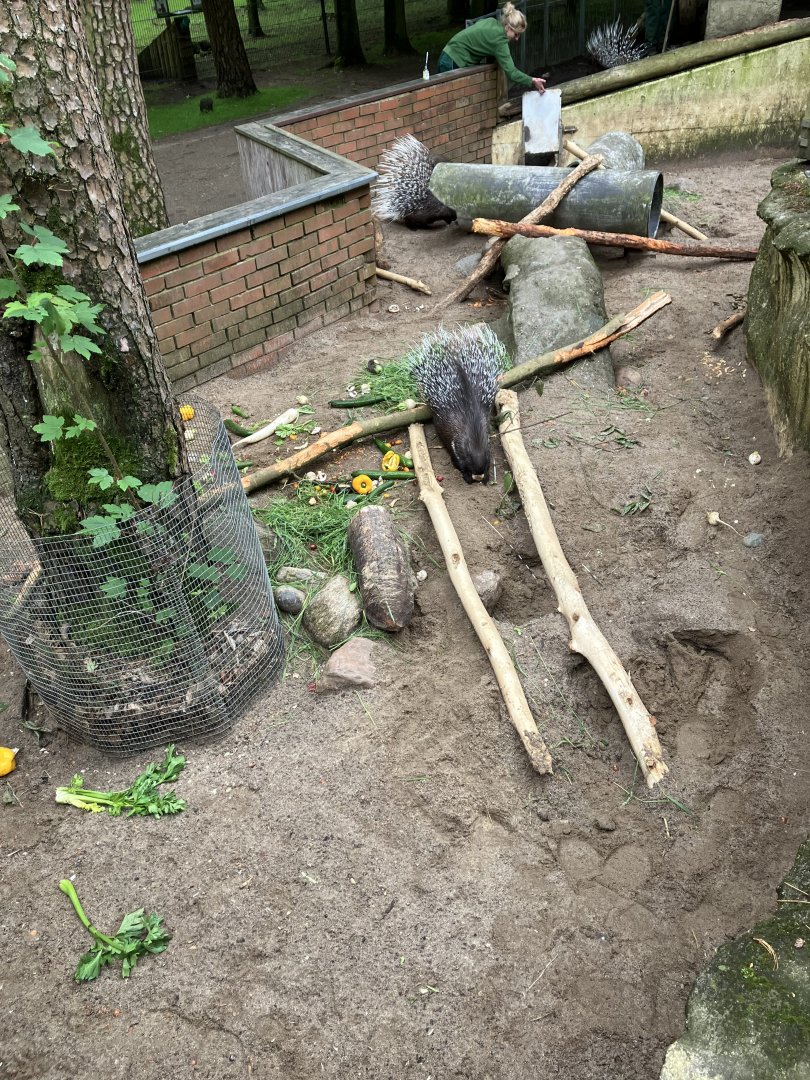 Indian crested porcupine exhibit