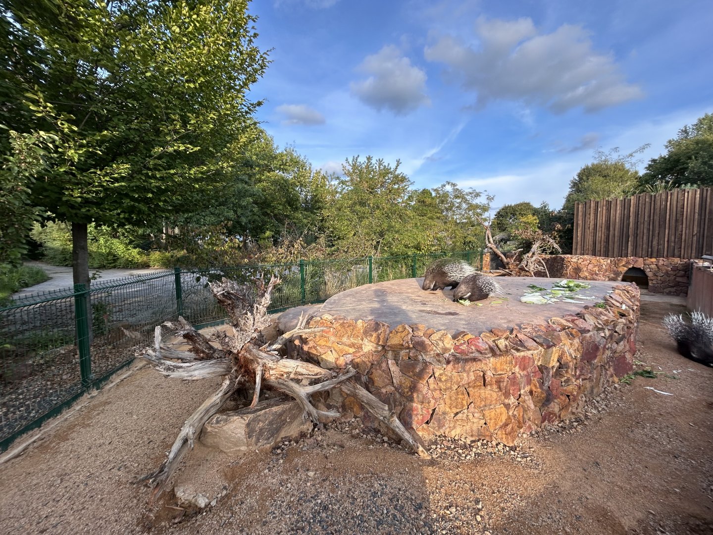 Indian Crested Porcupine Exhibit