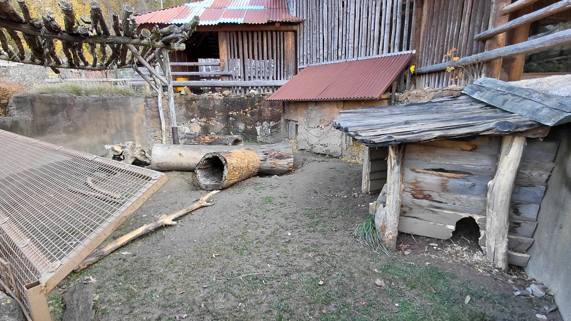 Indian crested porcupine exhibit
