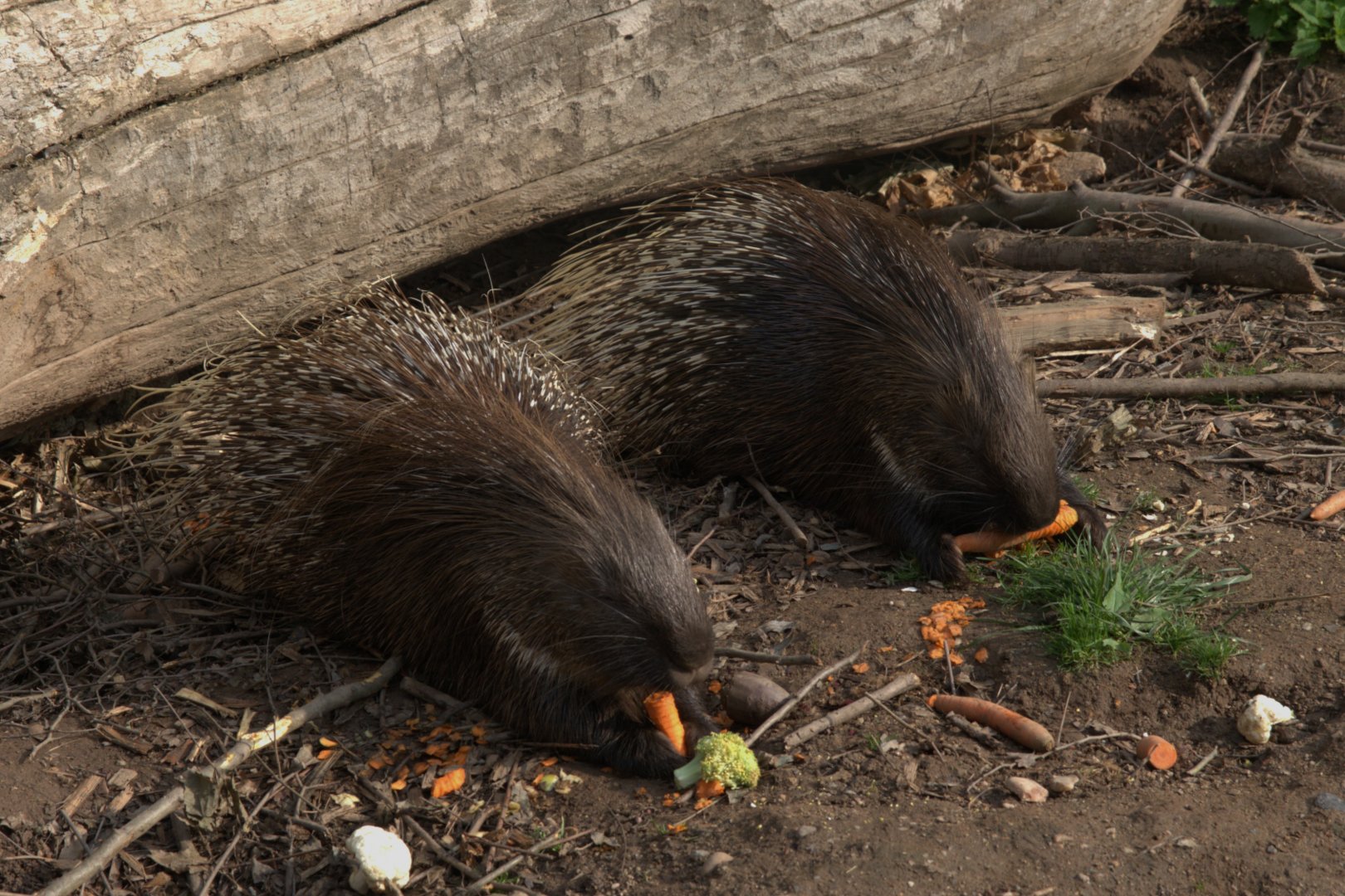 Indian Crested Porcupine (Hystrix indica), 13-09-25