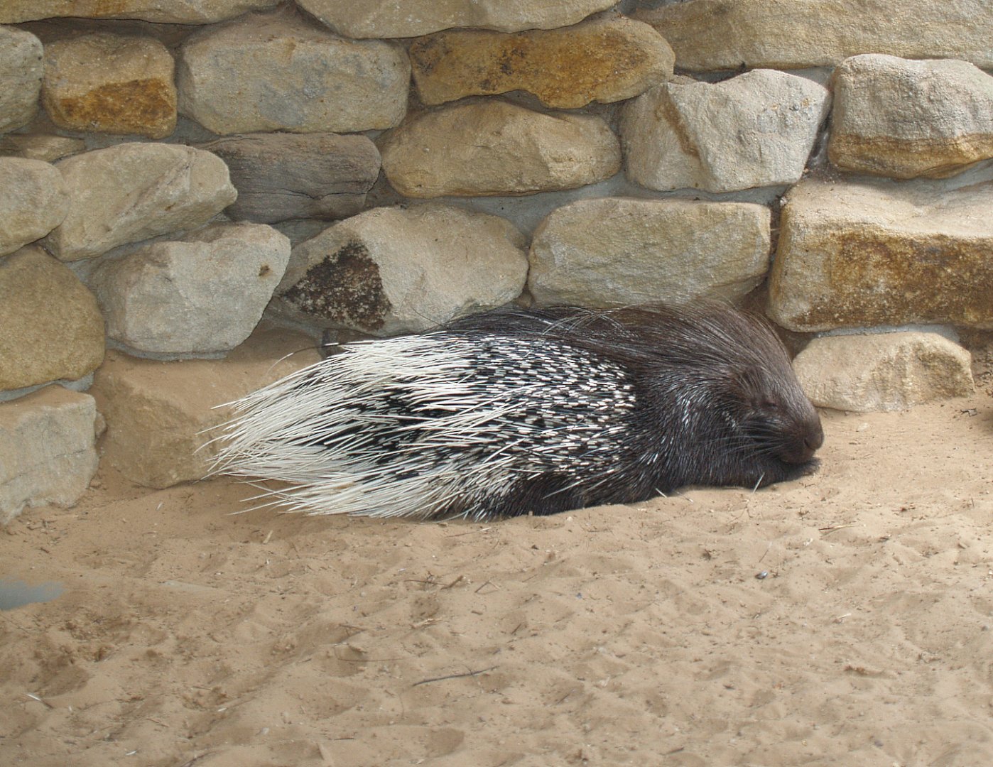 Indian crested porcupine (Hystrix indica), 2006-07-08