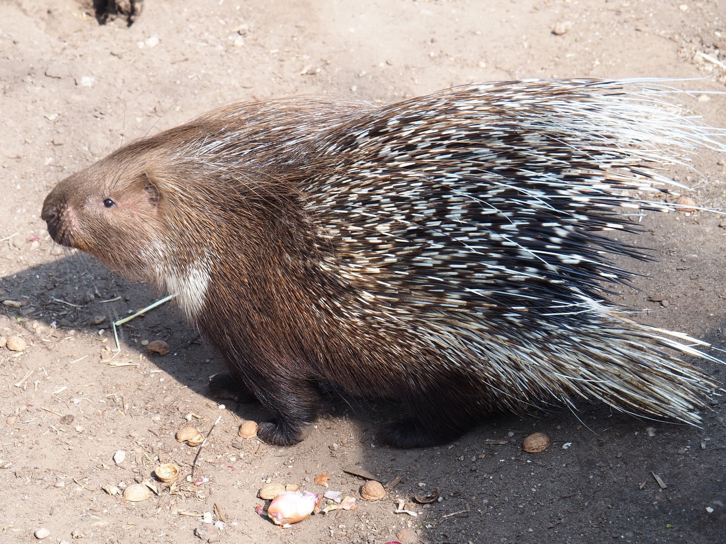Indian crested porcupine (Hystrix indica), 2019-04-06