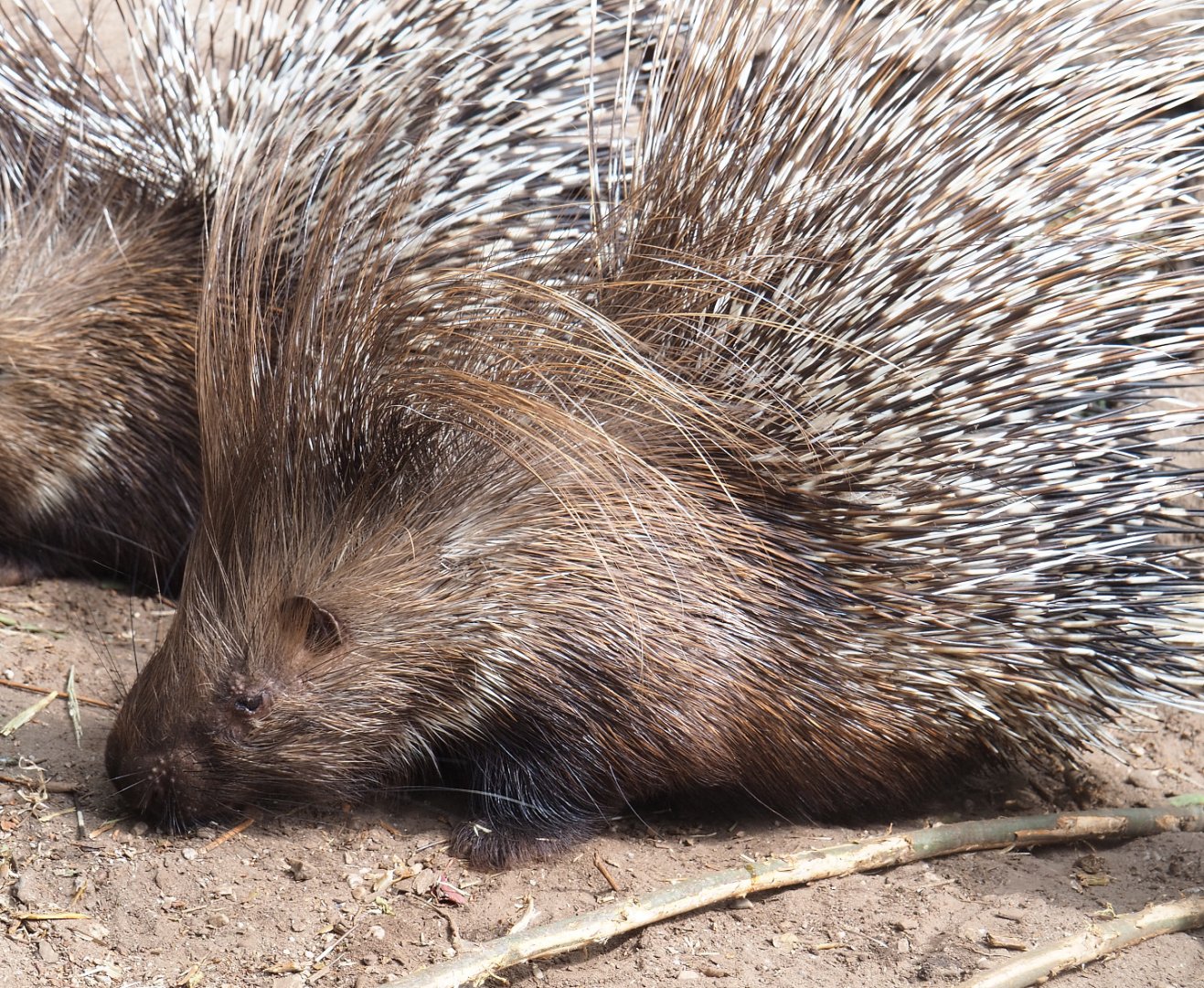 Indian crested porcupine (Hystrix indica), 2022-05-17