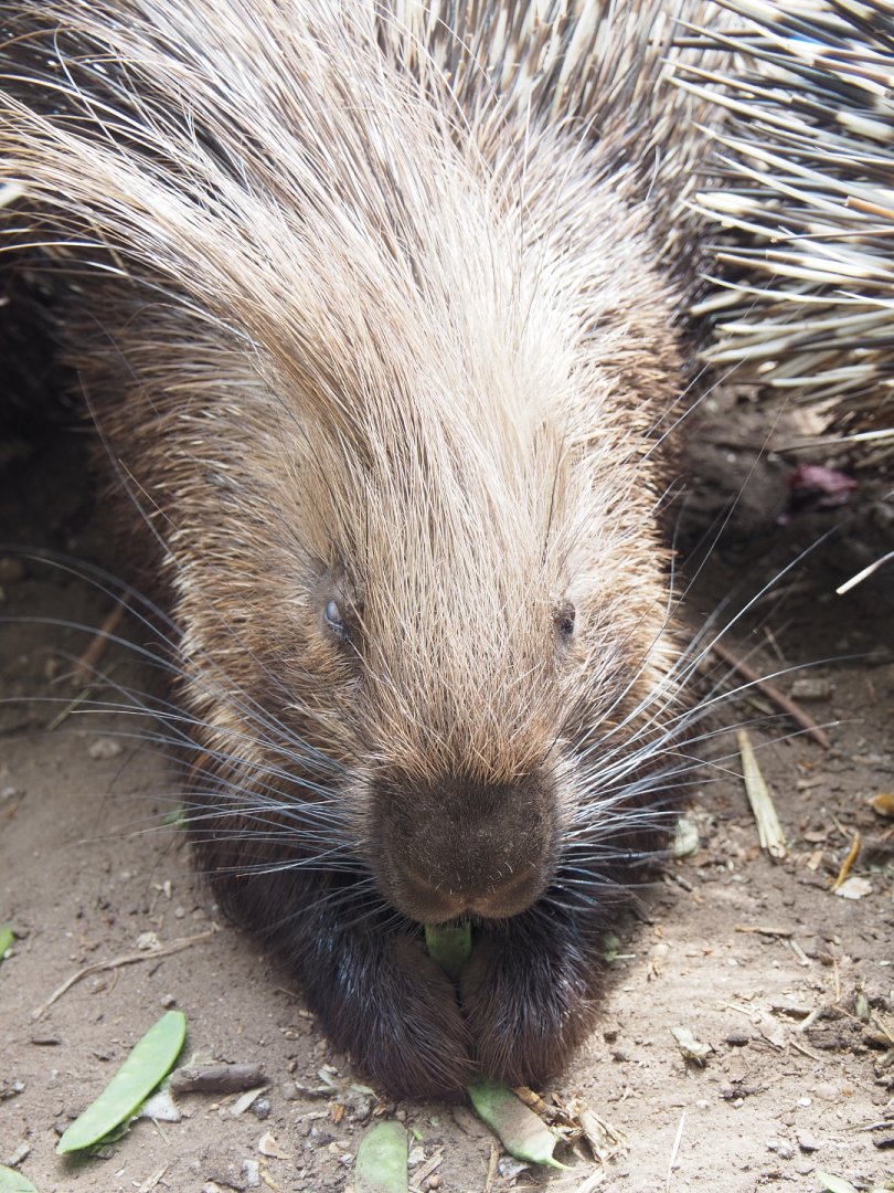 Indian crested porcupine (Hystrix indica), 2022-05-17