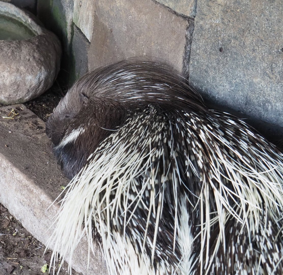 Indian crested porcupine (Hystrix indica), 2022-06-28