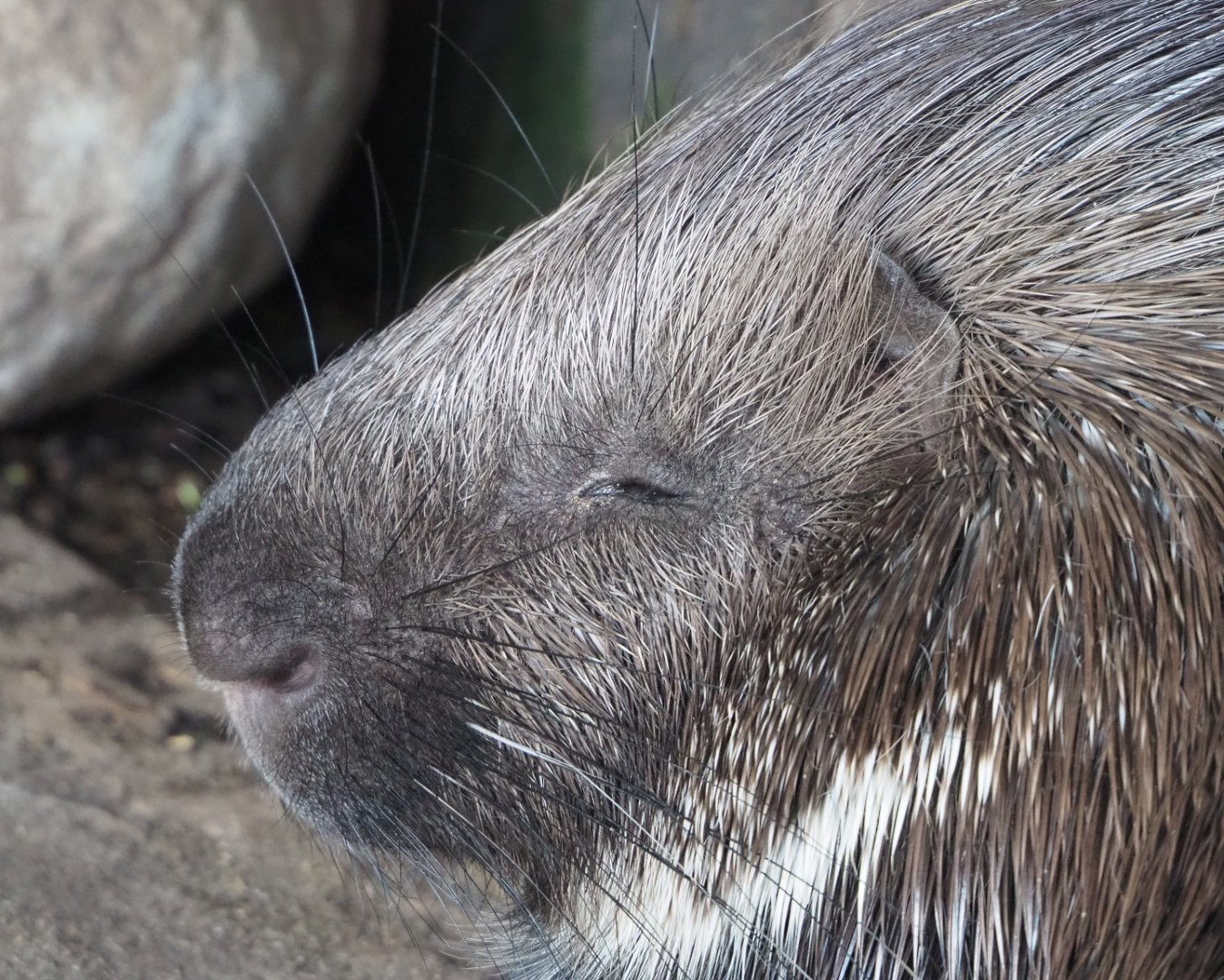 Indian crested porcupine (Hystrix indica), 2022-06-28