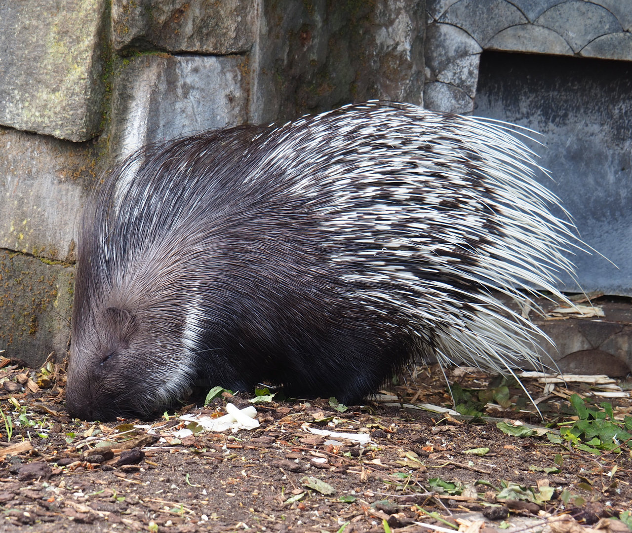 Indian crested porcupine (Hystrix indica), 2022-09-15