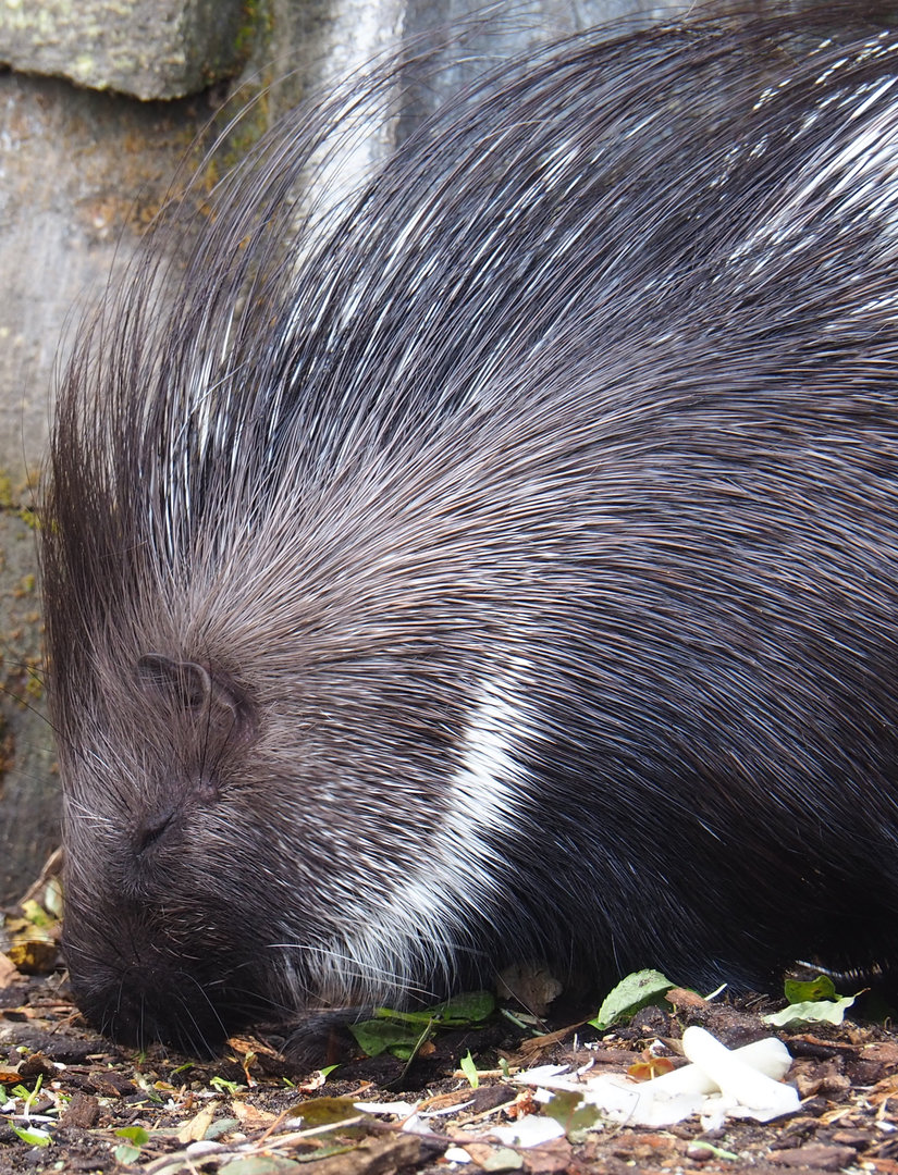 Indian crested porcupine (Hystrix indica), 2022-09-15