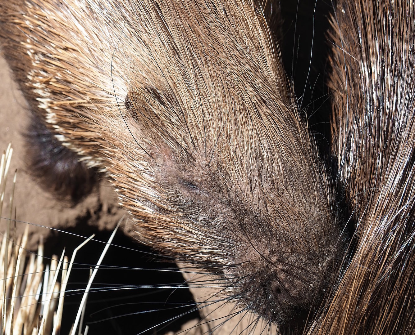 Indian crested porcupine (Hystrix indica), 2023-05-31