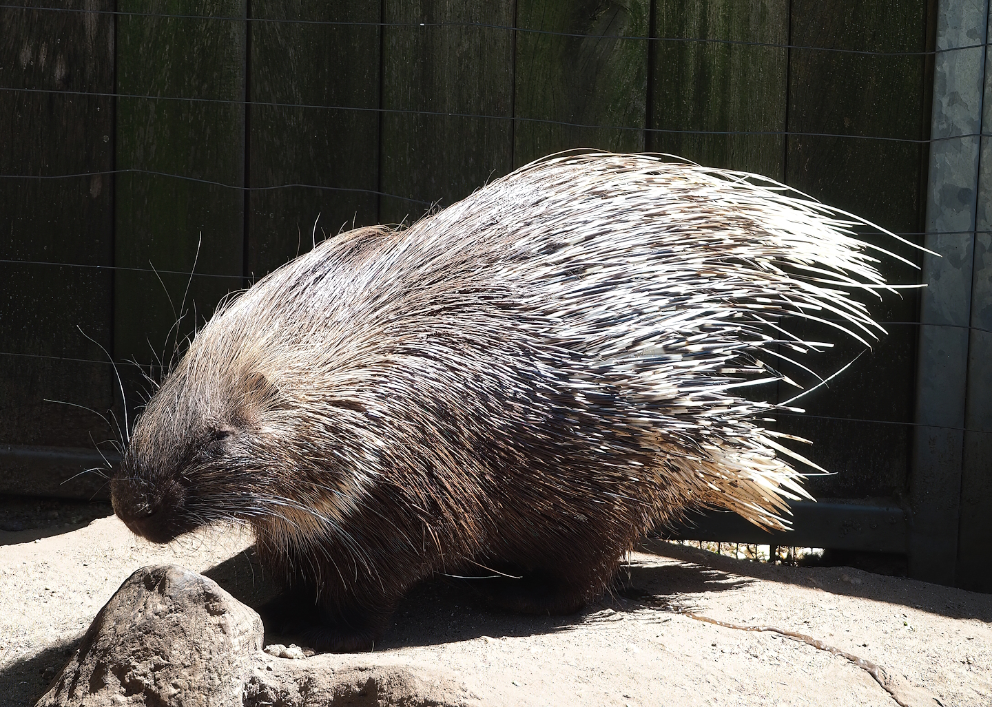 Indian crested porcupine (Hystrix indica), 2023-05-31