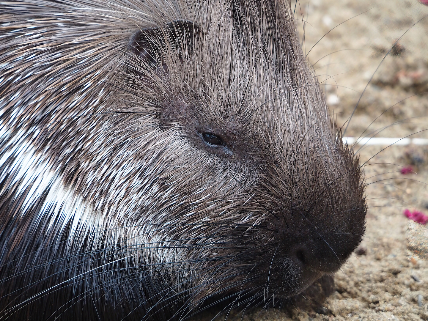 Indian crested porcupine (Hystrix indica), 2023-10-13
