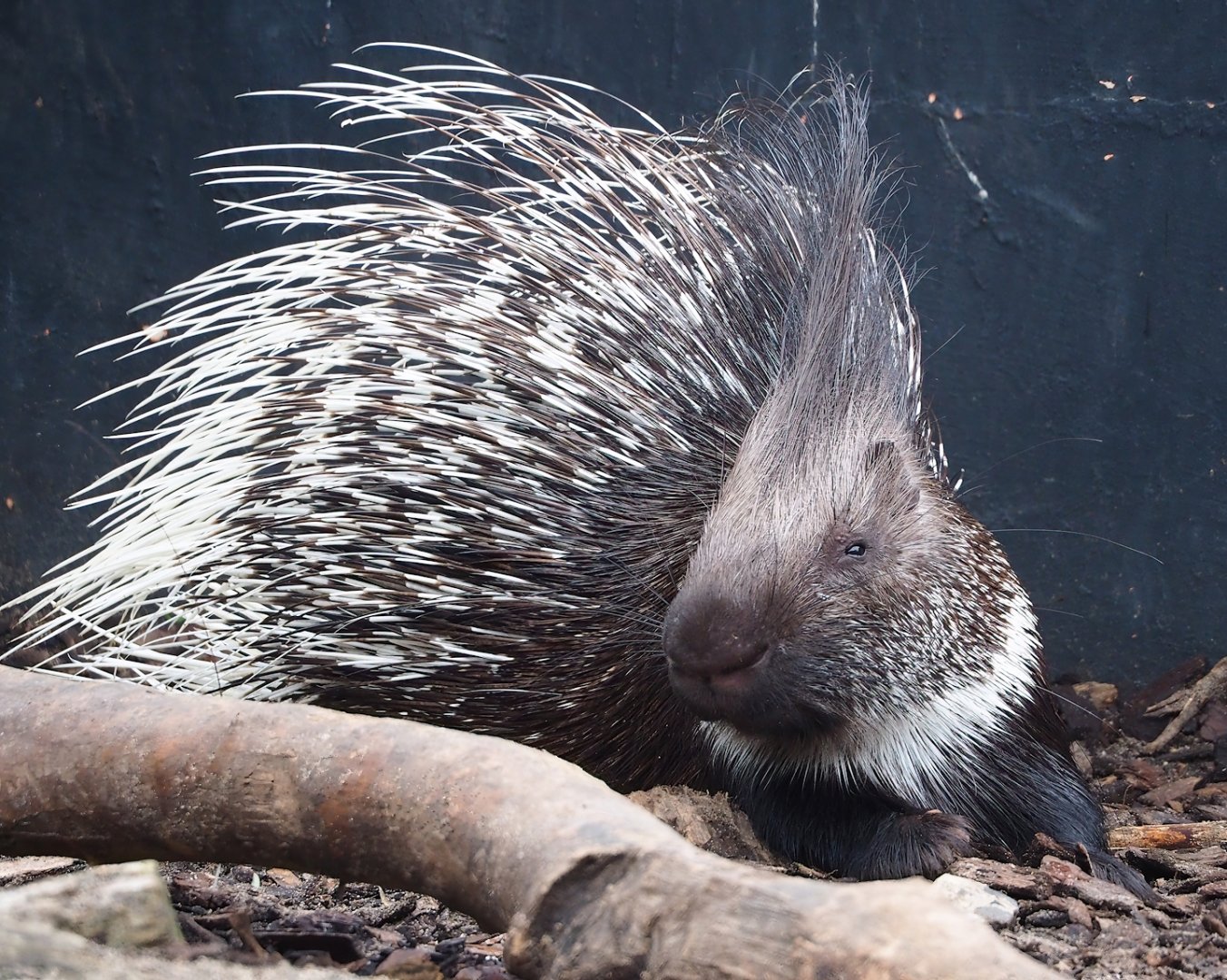 Indian crested porcupine (Hystrix indica), 2023-10-13