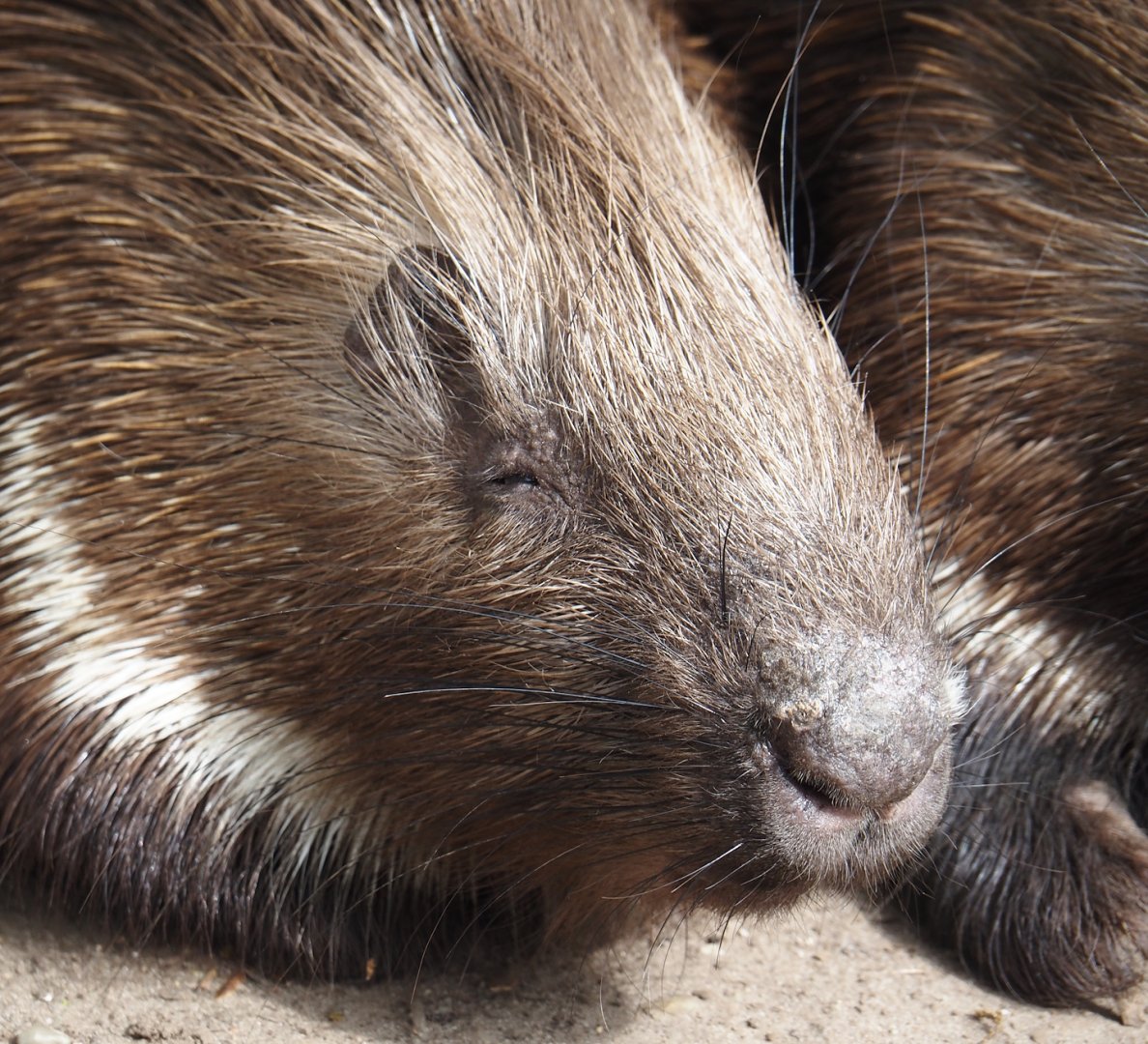 Indian crested porcupine (Hystrix indica), 2024-04-14