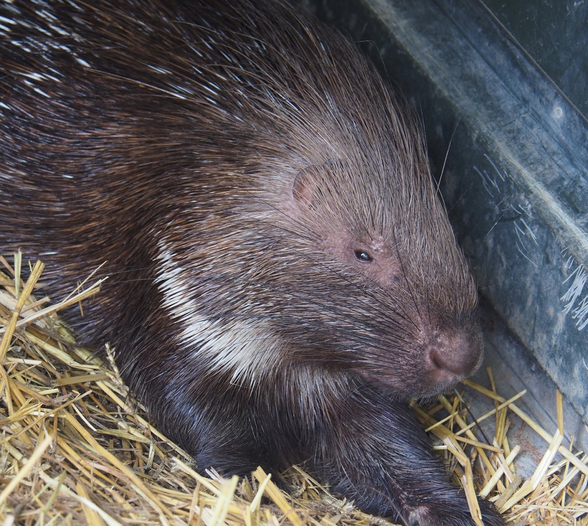 Indian crested porcupine (Hystrix indica), 2024-05-11