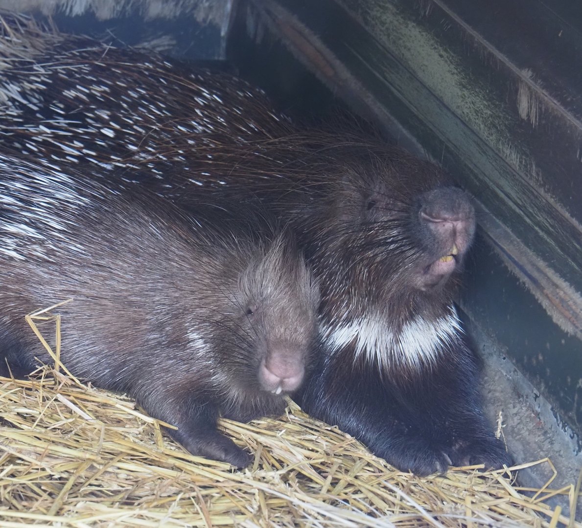 Indian crested porcupine (Hystrix indica), 2024-05-11