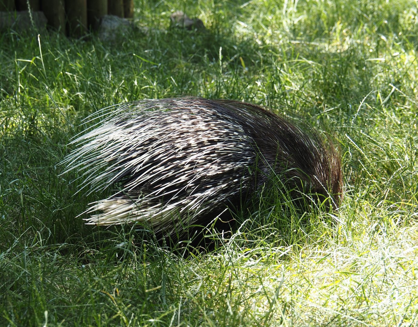 Indian crested porcupine (Hystrix indica), 2024-06-08