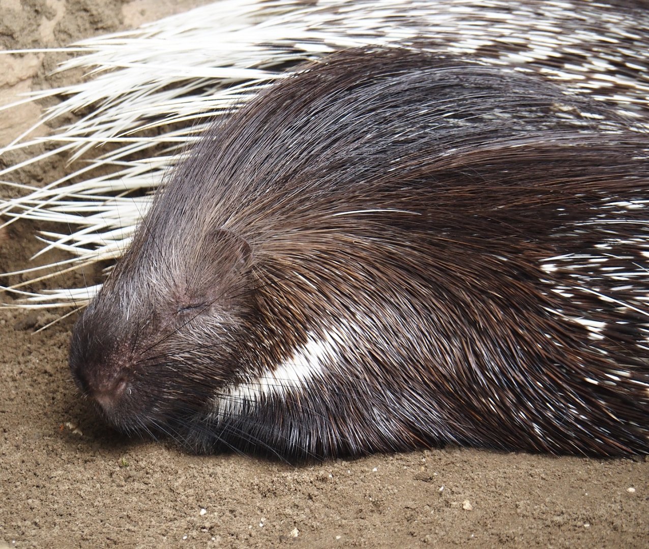 Indian crested porcupine (Hystrix indica), 2024-08-05