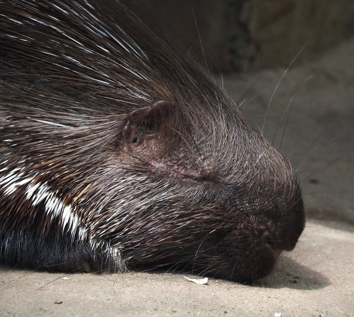 Indian crested porcupine (Hystrix indica), 2024-08-05