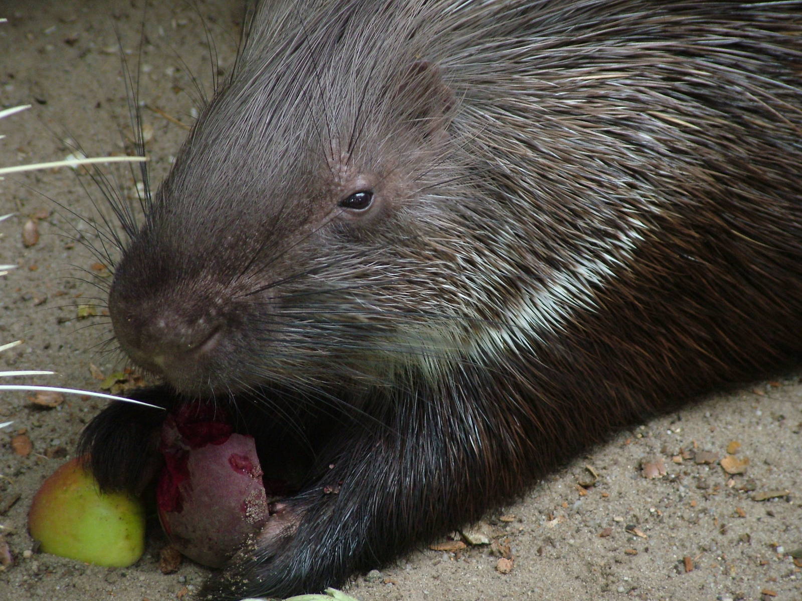 Indian Crested Porcupine (Hystrix indica) at Tierpark Nordhorn 2007