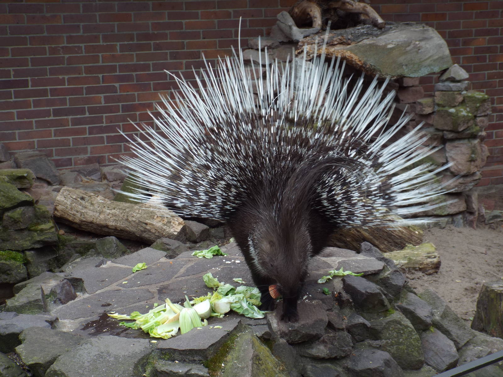 Indian Crested Porcupine (Hystrix indica) at Zoologischer Garten Magdeburg