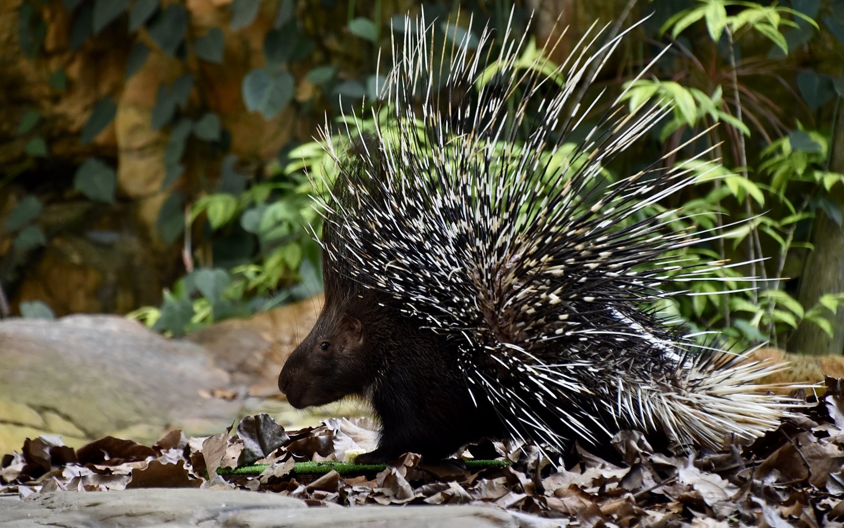 Indian Crested Porcupine (Hystrix indica) displaying