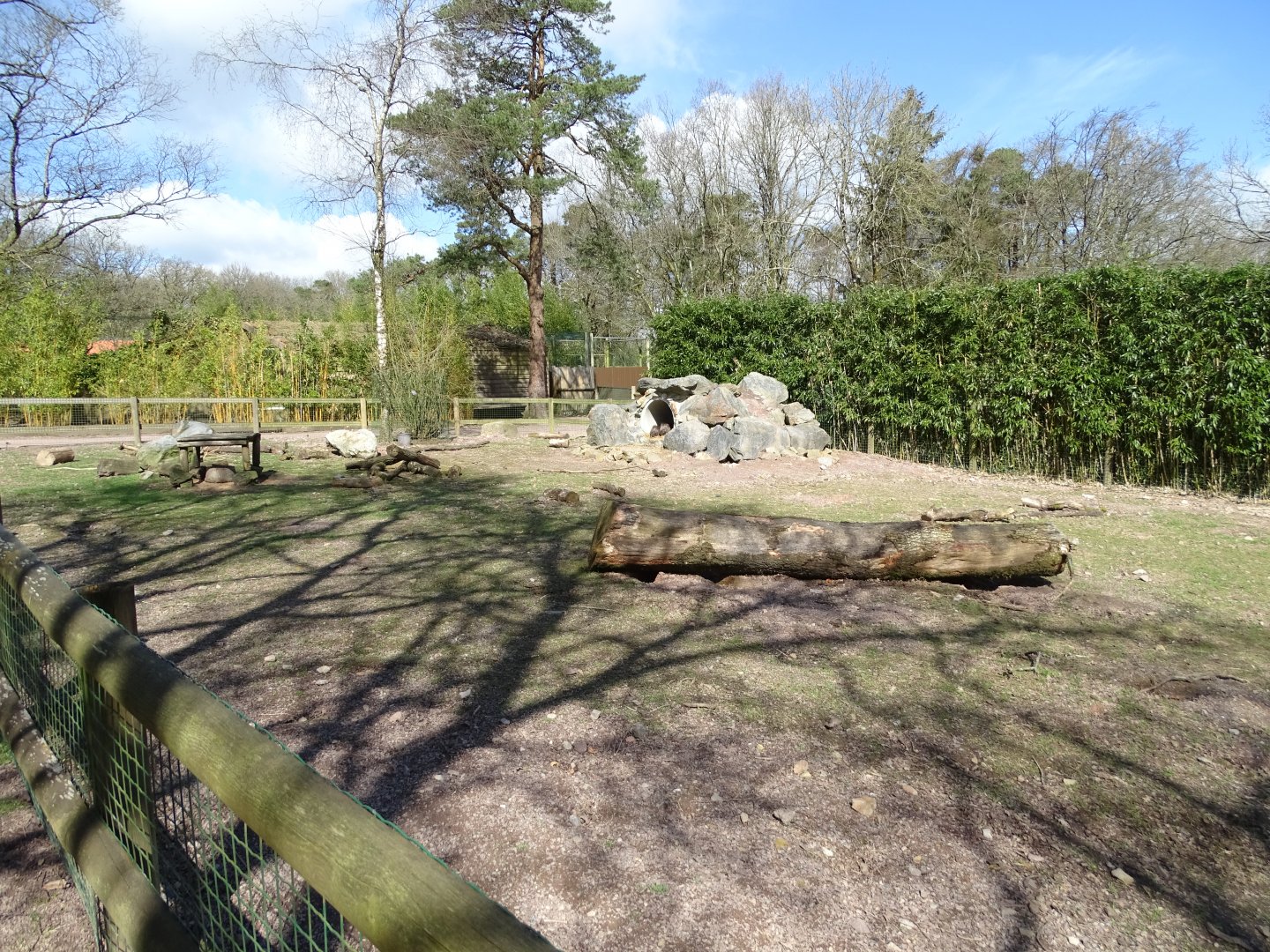Indian crested porcupine (Hystrix indica) exhibit