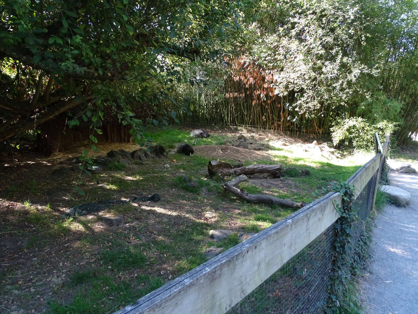 Indian crested porcupine (Hystrix indica) exhibit