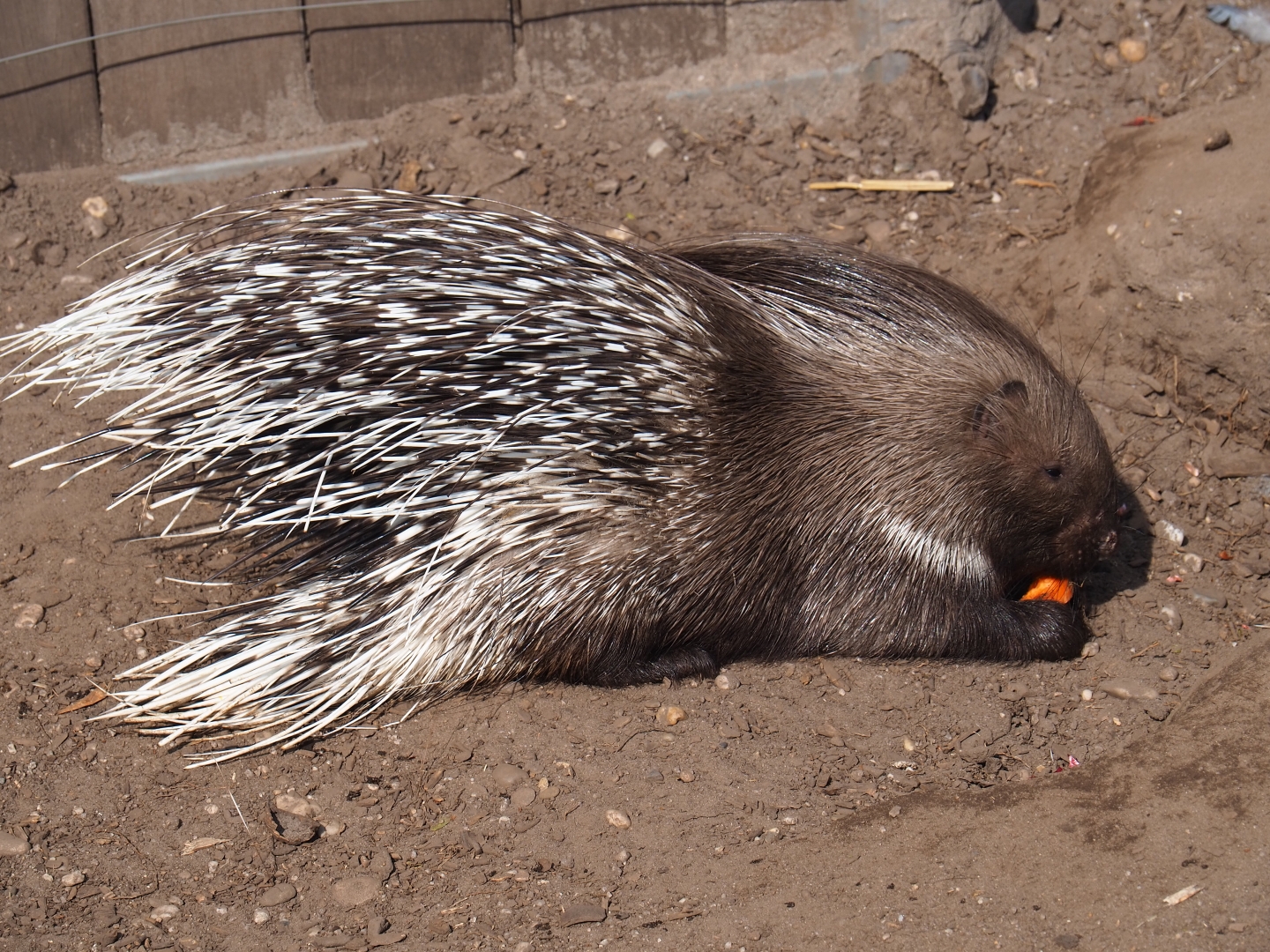 Indian crested porcupine (Hystrix indica) feeding, 2019-04-06