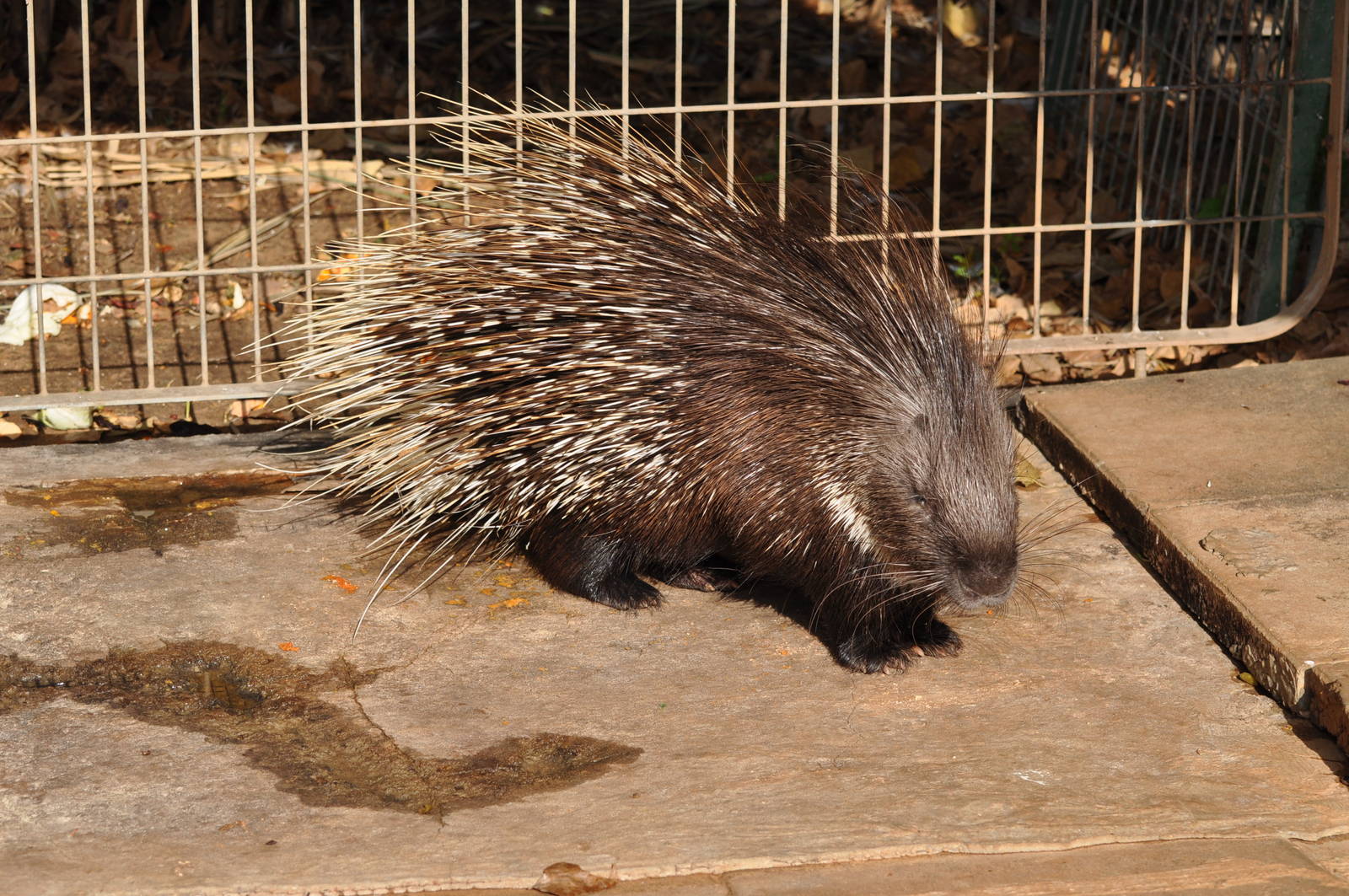 Indian crested porcupine/ Hystrix indica indica