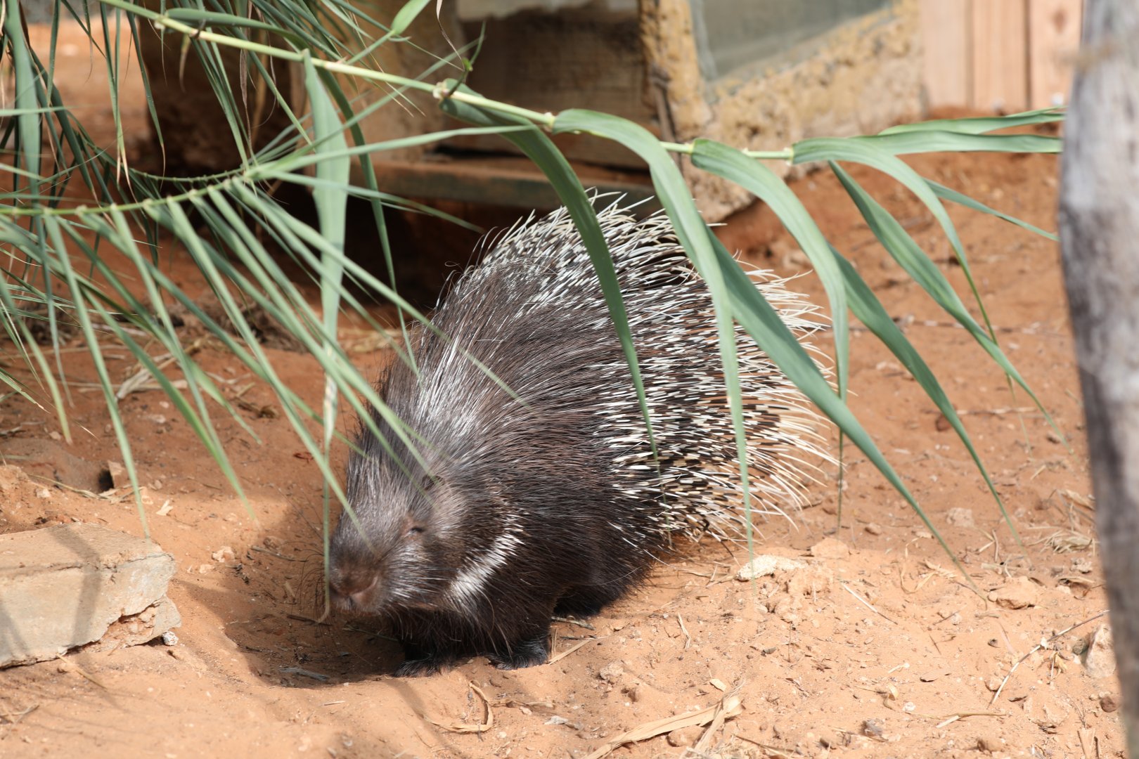 Indian crested porcupine (Hystrix indica indica)