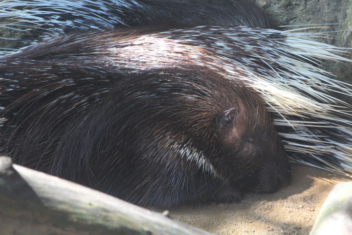 Indian crested porcupine (Hystrix indica indica)