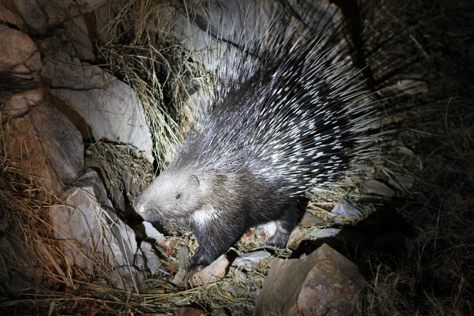 Indian Crested Porcupine (Hystrix indica)