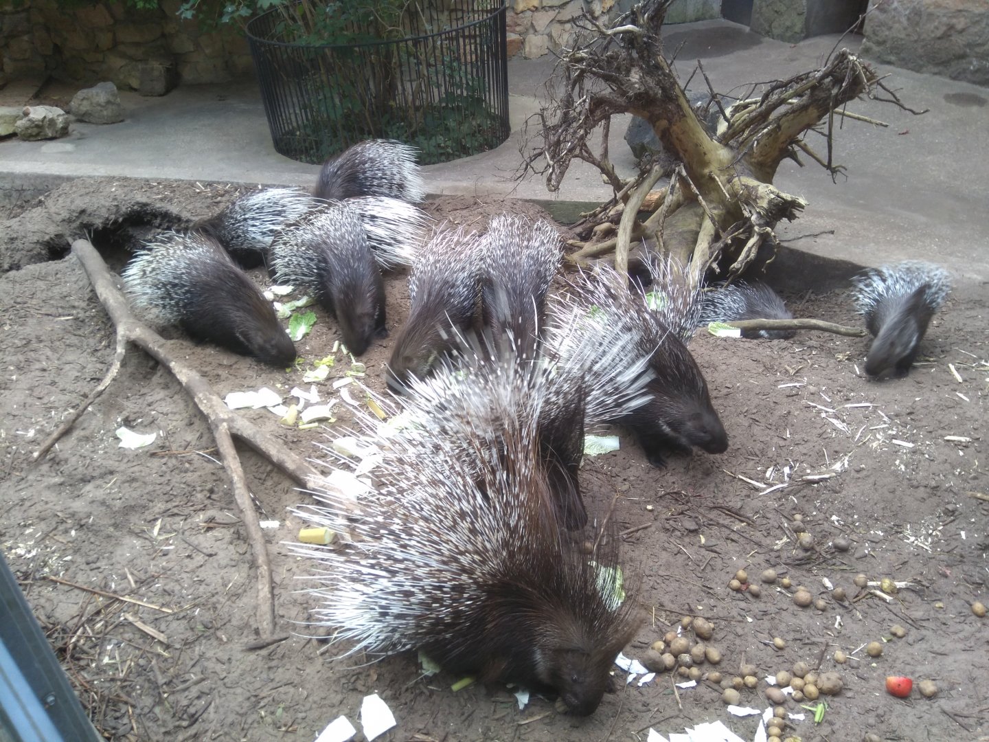 Indian Crested Porcupine/ Hystrix indica