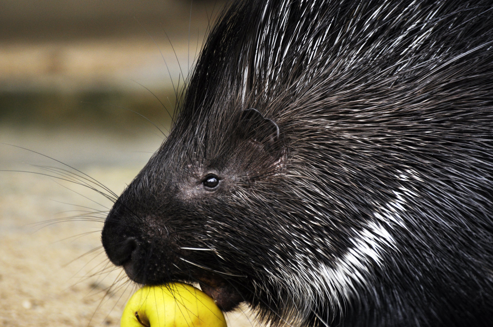 Indian crested porcupine (Hystrix indica)