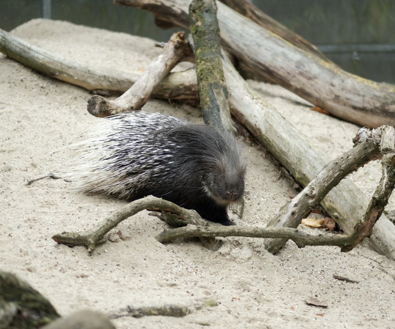 Indian Crested Porcupine (Hystrix indica)