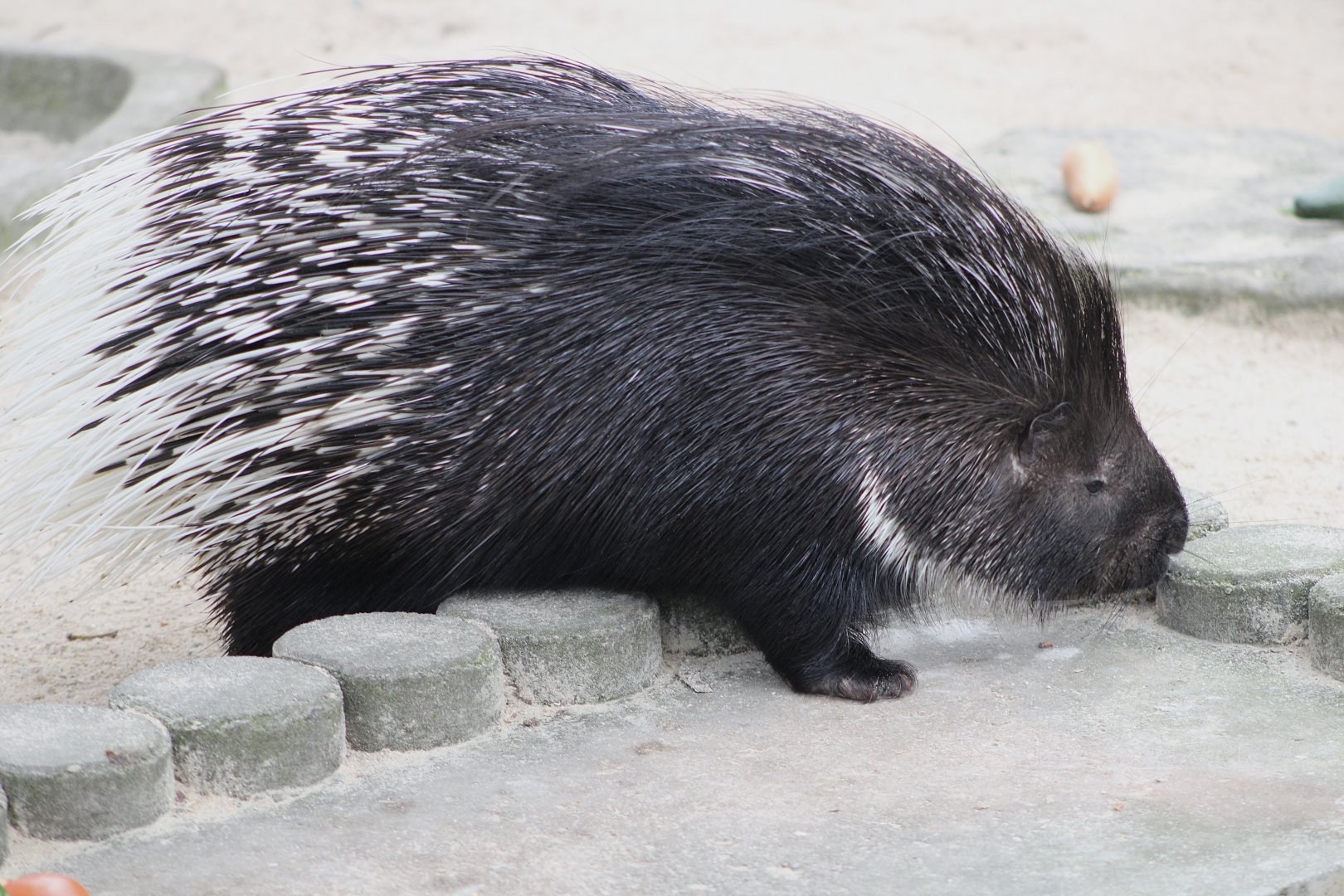 Indian Crested Porcupine (Hystrix indica)