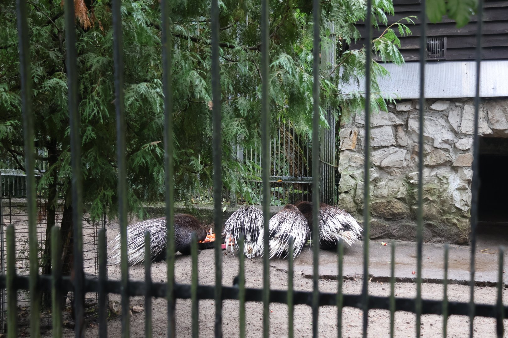 Indian Crested Porcupine (Hystrix indica)