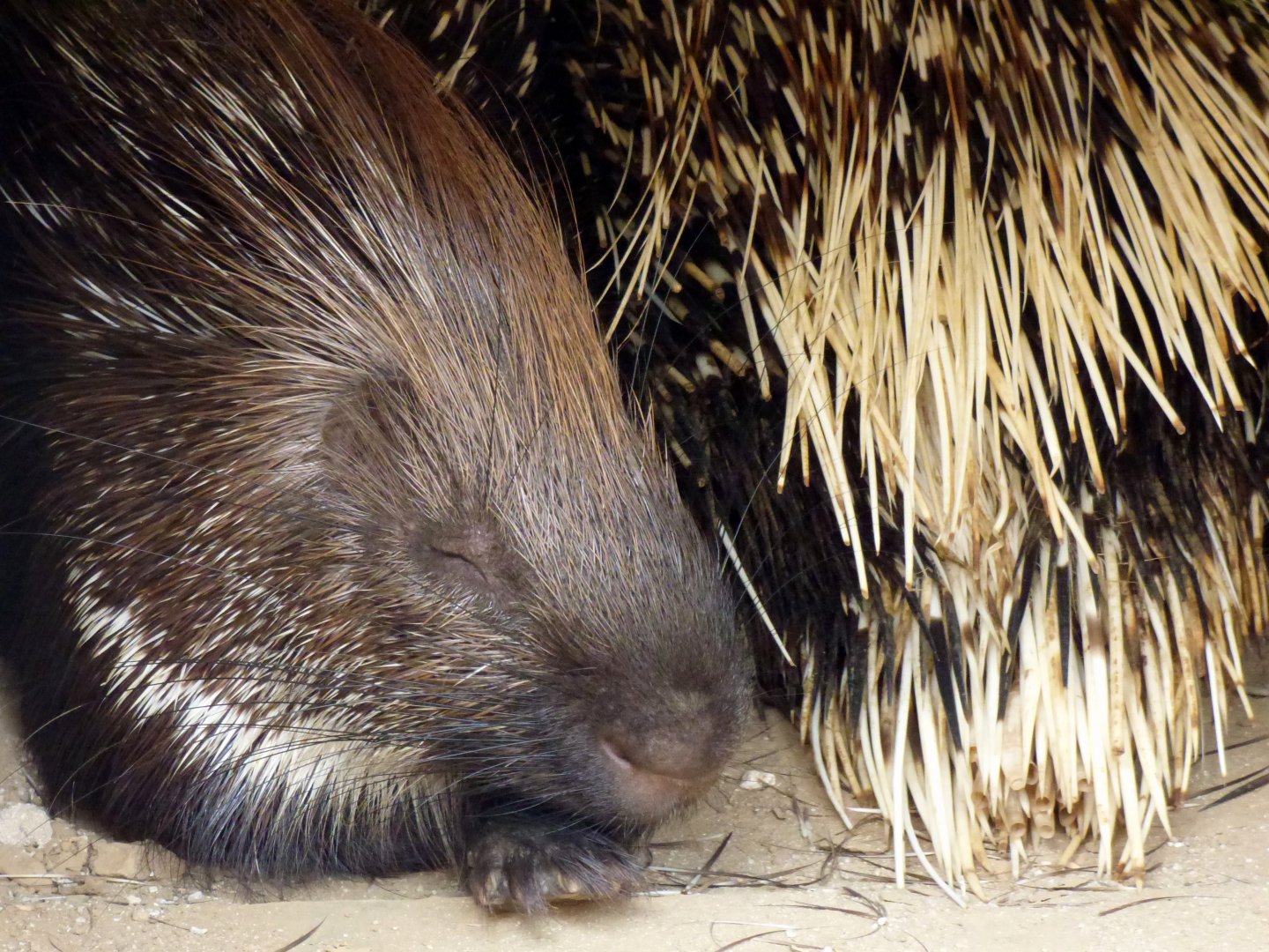 Indian crested porcupine (Hystrix indica)