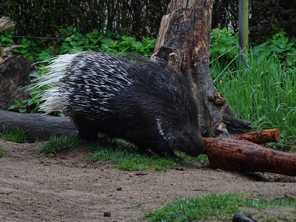 Indian crested porcupine (Hystrix indica)