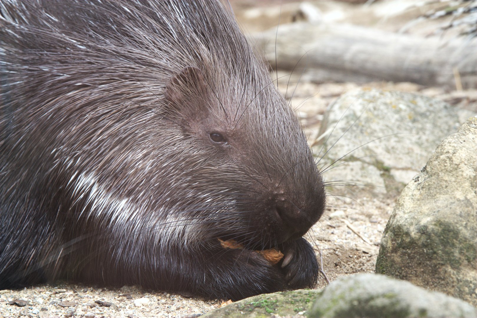 Indian-crested Porcupine (Hystrix indica)